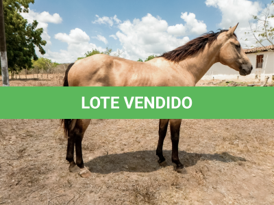 LOTE 008 - THUNDER BRIAN RMJ