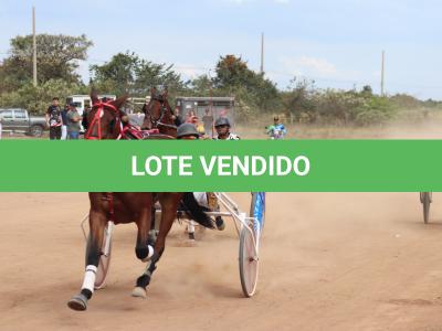 LOTE 004 - A.A SERPENT MALIBU (Ventre com Cobertura Exclusiva)