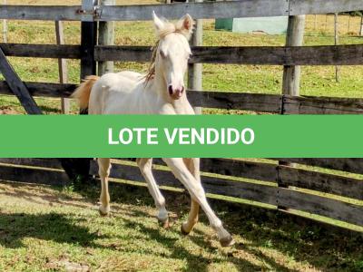 LOTE 004 - LADY SHINNING CHEX