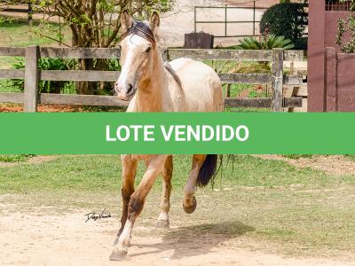 LOTE 007 - BARRO PRETO CATALUNHA