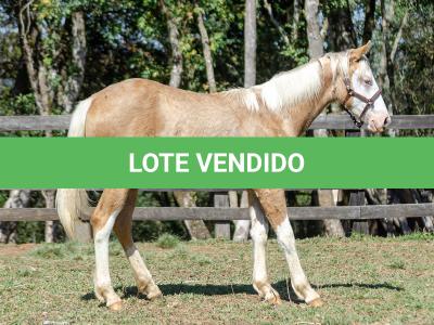 LOTE 014 - BLUE EYES FACE GUN