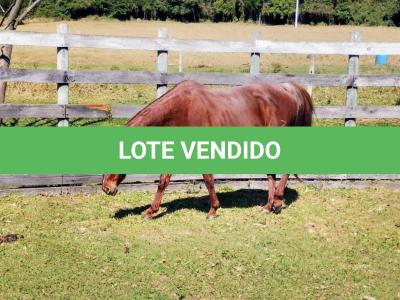 LOTE 011 - REYCIS CHOICE