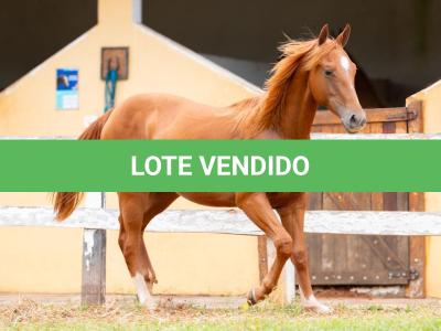 LOTE 010 - METALLIC BLUE JEANS