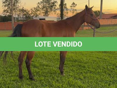 LOTE 013 - HANNA SMOKIN