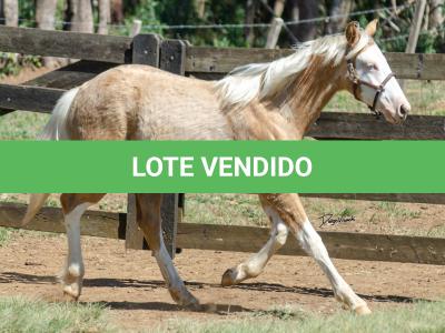 LOTE 014 - BLUE EYES FACE GUN