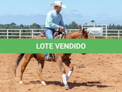 LOTE 018 - CD COBALT WHIZ