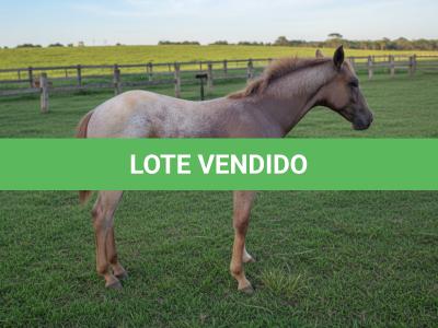 LOTE 007 - NOME A ESCOLHER (LOBA SUPER REY)