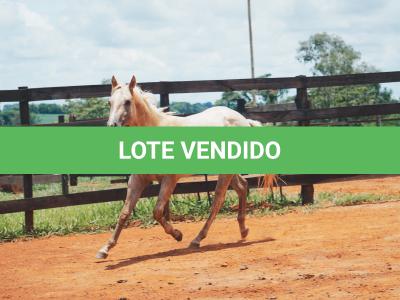 LOTE 015 - POPSANDBANGS VRA