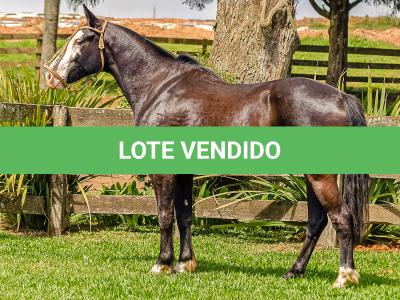 LOTE 012 - UTRILLO DO RINCÃO  DAS HORTÊNCIAS