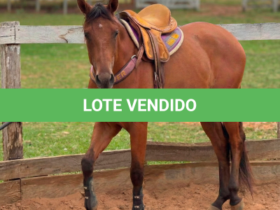 LOTE 009 - TORNADO BEN ROXO