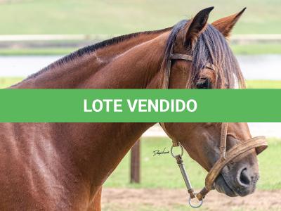 LOTE 002 - LABAREDA DA FLORÊNCIA