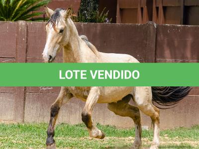 LOTE 007 - BARRO PRETO CATALUNHA