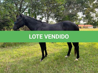 LOTE 002 - NOITE CASH (EMBRIÃO À SER EVETIVADO COM GARANHÃO - DARK SAN PINE - Reg: P195494 - QM - PO)