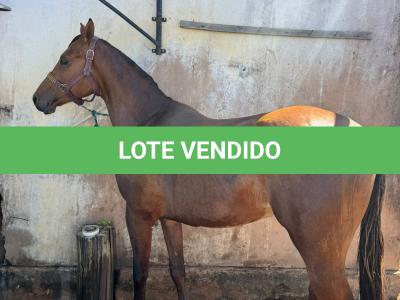 LOTE 009 - TORNADO BEN ROXO