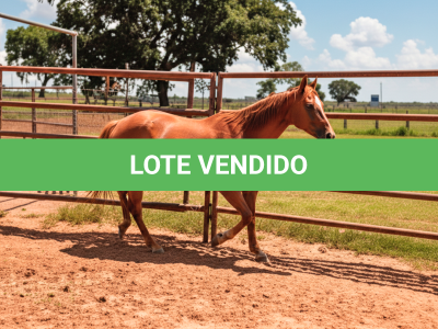 LOTE 012 - FIRE RAIN (2X1 • P+ PRIDE FAMOUS ZZ)