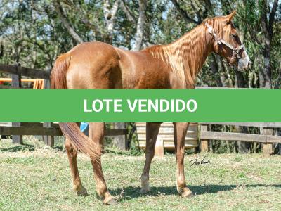 LOTE 016 - CD BEAVERZITA