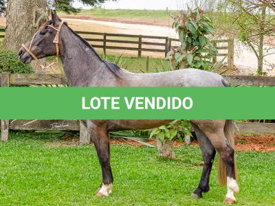 LOTE 006 - ROSA NEGRA DE SANTA CARMELITA
