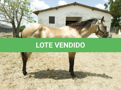 LOTE 008 - THUNDER BRIAN RMJ