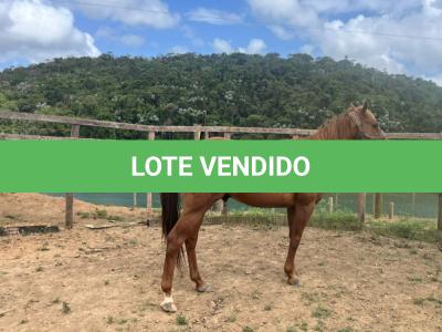 LOTE 009 - KING ZANA G2