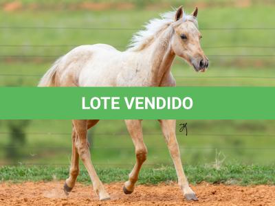 LOTE 006 - SHINE TO GUN WSR
