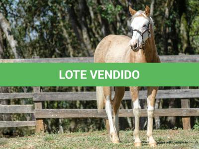 LOTE 014 - BLUE EYES FACE GUN