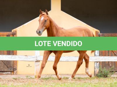 LOTE 010 - METALLIC BLUE JEANS