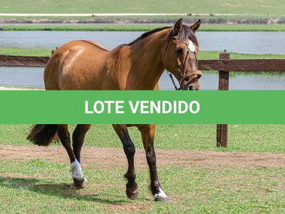 LOTE 005 - SAFIRA DA RIO BONITO