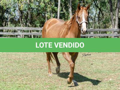 LOTE 016 - CD BEAVERZITA