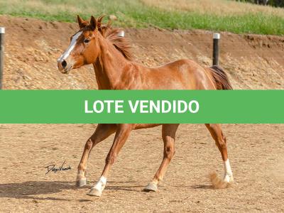 LOTE 015 - DINA ROOSTERS GUN