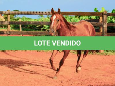 LOTE 017 - JACK FLYER