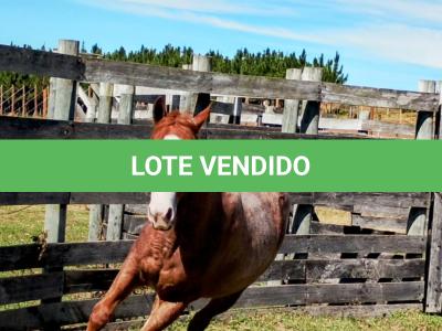 LOTE 006 - REYCIS GUNNER WHIZ