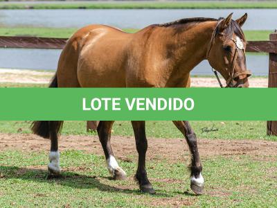 LOTE 005 - SAFIRA DA RIO BONITO