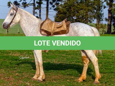 LOTE 009 - DANÇARINA DA ARKAFLA