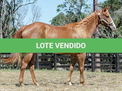 LOTE 016 - CD BEAVERZITA