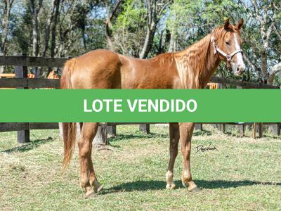 LOTE 016 - CD BEAVERZITA