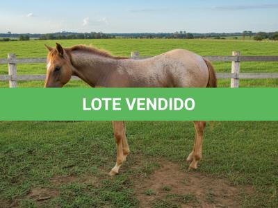 LOTE 007 - NOME A ESCOLHER (LOBA SUPER REY)