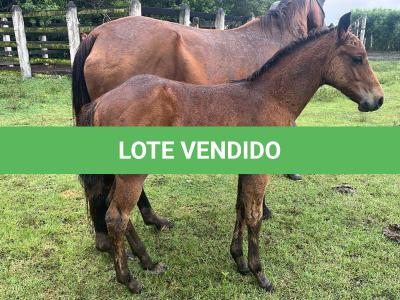 LOTE 021 - NOME A ESCOLHER (LENA DUAL HICK LCDP)