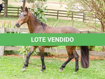 LOTE 003 - DEBOCHADA DO ESTOURO DE TROPA
