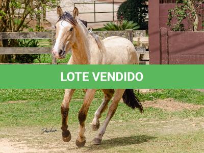 LOTE 007 - BARRO PRETO CATALUNHA