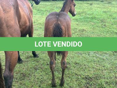 LOTE 021 - NOME A ESCOLHER (LENA DUAL HICK LCDP)