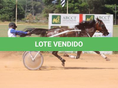 LOTE 004 - A.A SERPENT MALIBU (Ventre com Cobertura Exclusiva)