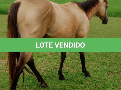 LOTE 014 - CRISTAL SMART CHEX (2x1)