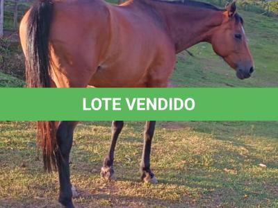 LOTE 023 - DAKOTA