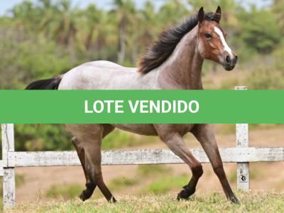 LOTE 015 - PETALA METALLIC STOC