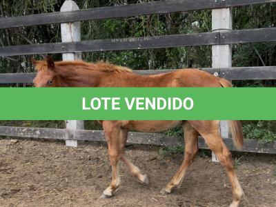 LOTE 002 - LIZ BROWN WHIZ
