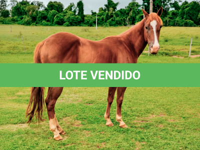 LOTE 011 - AKIRA LITTLE BOY (2x1 P+ HILIGHT GUN)