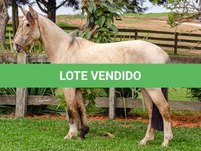 LOTE 007 - BARRO PRETO CATALUNHA