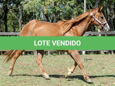LOTE 016 - CD BEAVERZITA