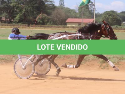 LOTE 004 - A.A SERPENT MALIBU (Ventre com Cobertura Exclusiva)