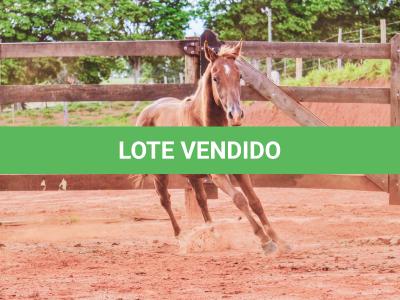 LOTE 018 - MOON OAK IN BLUE